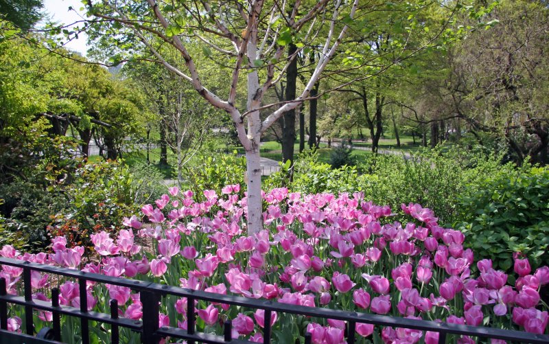 Tulips - Strawberry Fields Area