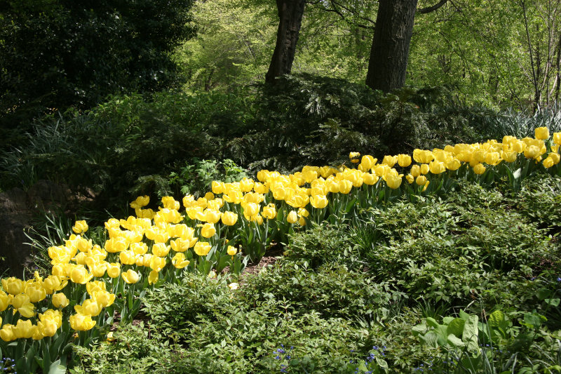 Tulips - Strawberry Fields Area
