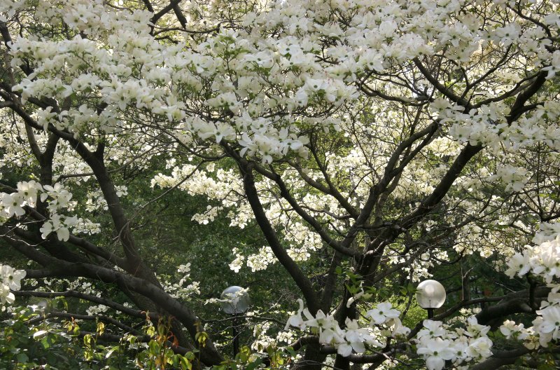 Dogwood