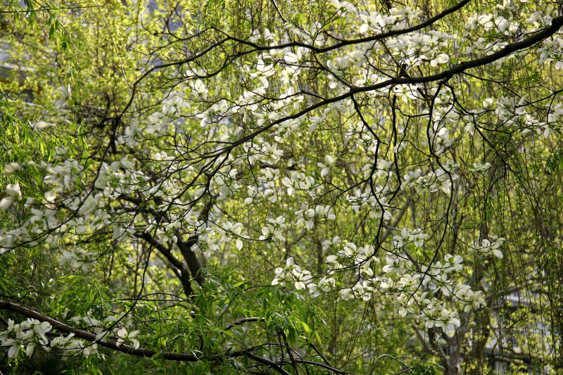 Dogwood & Willow Trees