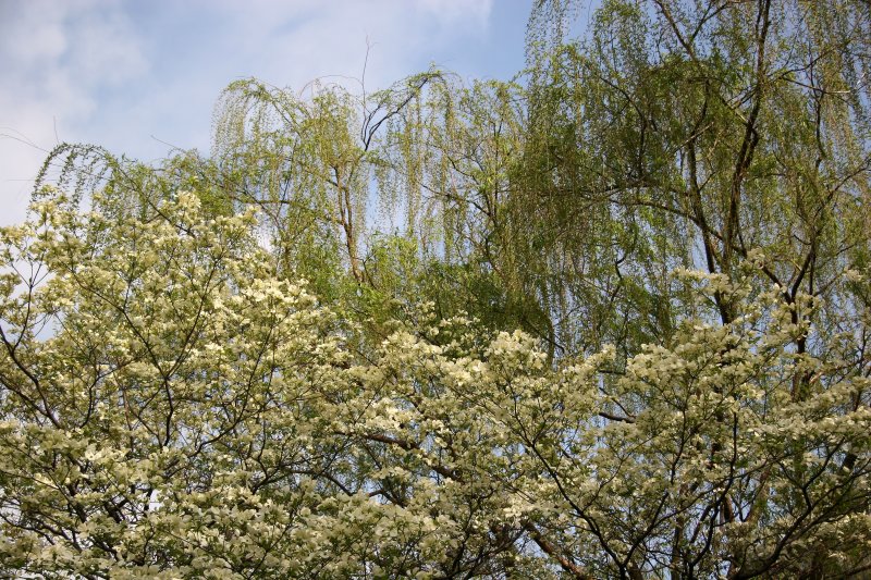 Dogwood & Willow Trees