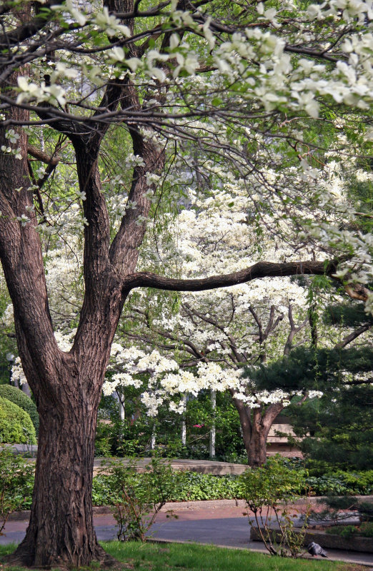 Dogwood, Willow & Pine Trees