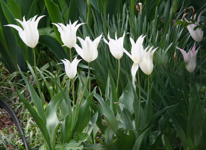 Tulips