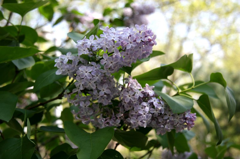 Lilac Blossoms