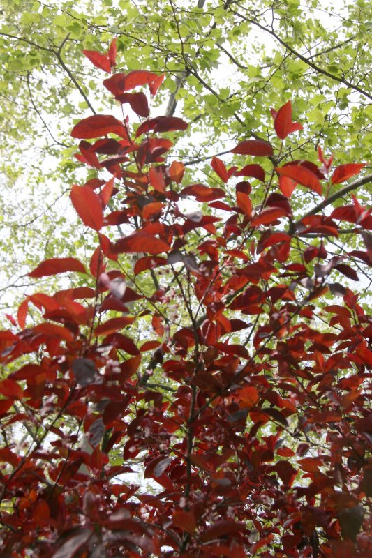 Prunus Foliage