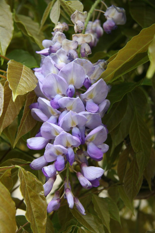 Wisteria Blossoms