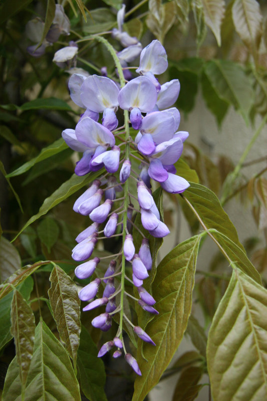 Wisteria Blossoms