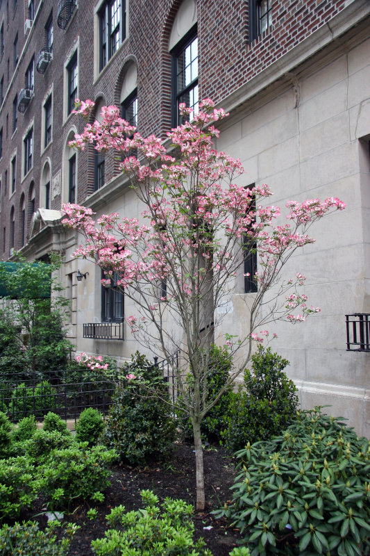 Pink Dogwood Tree