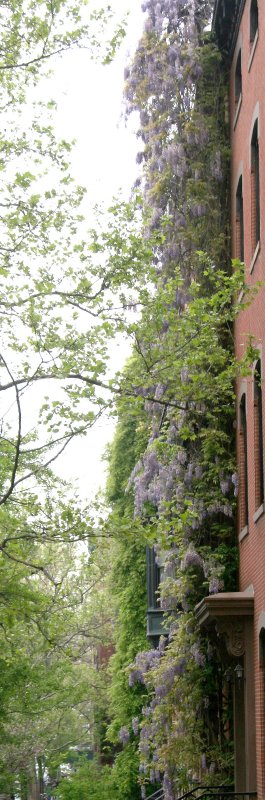 Wisteria