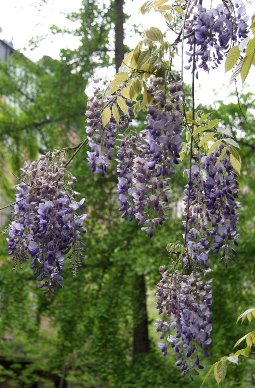 Wisteria