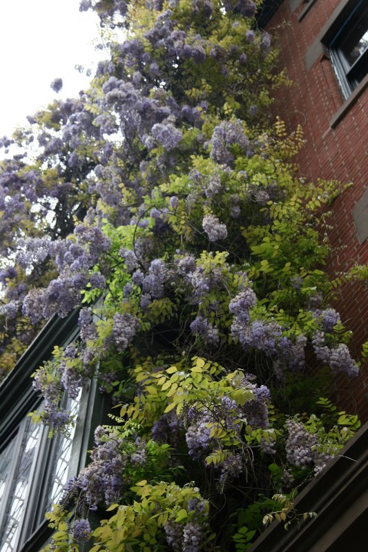 Wisteria