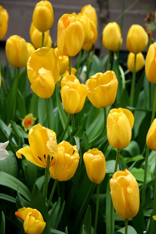 Tulips