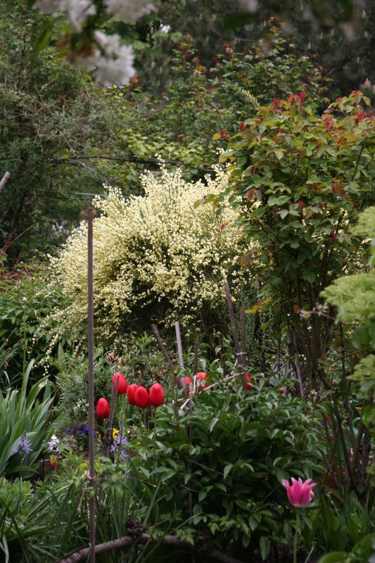 Garden View - Scotch Broom Bush in Bloom