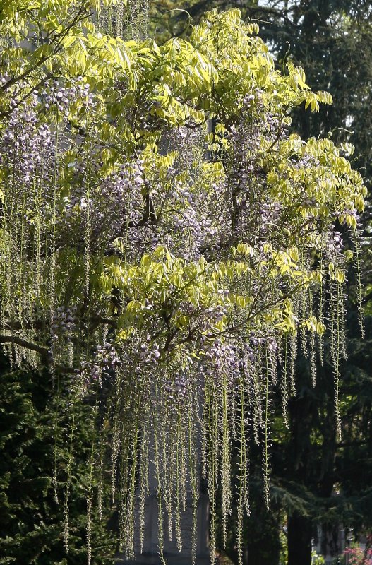 Osborne Garden - Wisteria & Cherry Tree Blossoms
