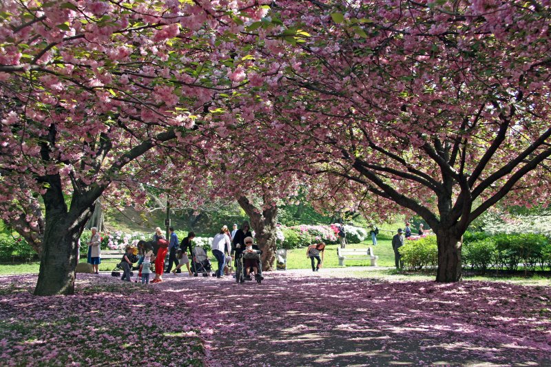 Cherry Tree & Peony Gardens