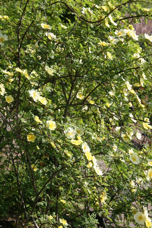 Early Rose Blossoms - Rose Garden