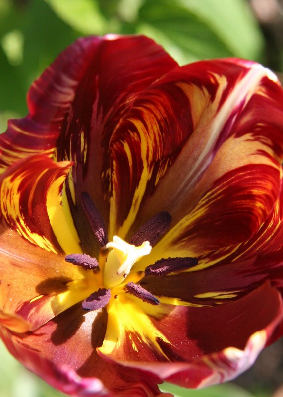 Lizard Tulip