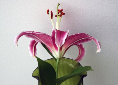 Stargazer Lily - A Gift from My Neighbor's Garden