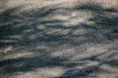 Garden Sidewalk Shadows