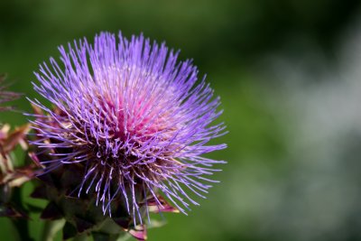 Artichoke Blossom - Robert Wagner Jr Park