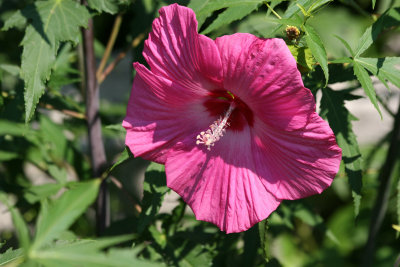 Hibiscus - Robert Wagner Jr Park