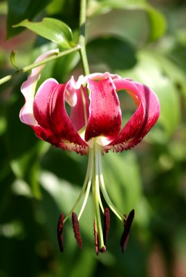 Lily - Robert Wagner Jr Park
