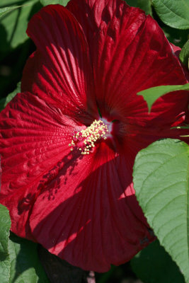 Hibiscus - Robert Wagner Jr Park