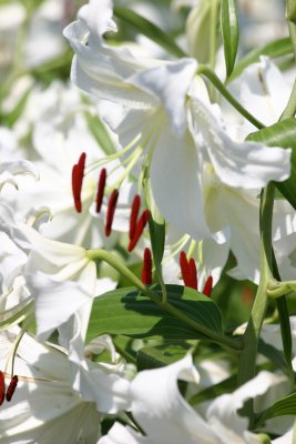 Lilies - Robert Wagner Jr Park