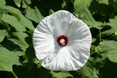 Hibiscus - Robert Wagner Jr Park