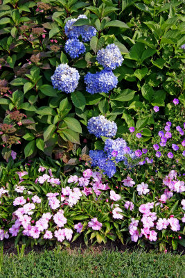 Hydrangea - Home Garden Center