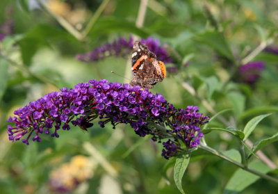 Butterfly on a Butterfly Bush Blossom - Home Garden Center