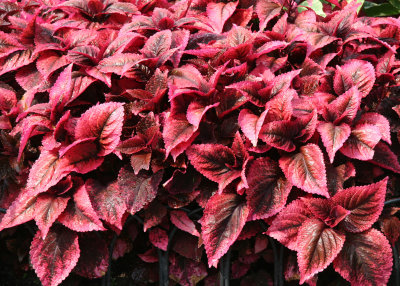 Coleus - Home Garden Center