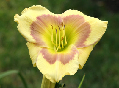 Lilies - Conservatory Gardens