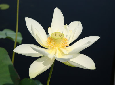 Lotus - Lily Pond Area