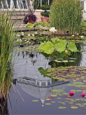 Lily Pond Area