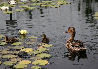 Ducks - Lily Pond Area
