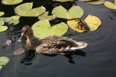 Ducks - Lily Pond Area