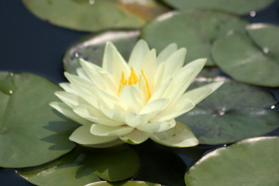 Water Lily - Lily Pond Area