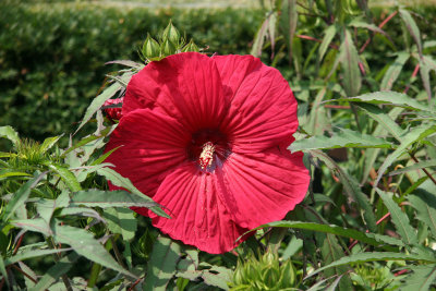 Red Hibiscus - Conservatory Gardens