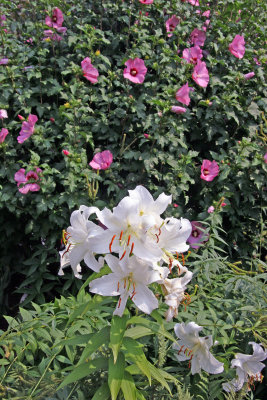 Lilies & Hibiscus - Conservatory Gardens