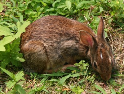 Garden Rabbit