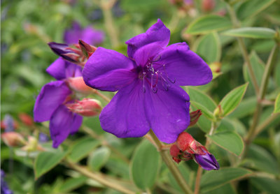 Tibouchina Blossoms - Conservatory Gardens