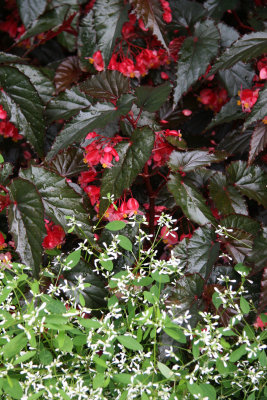 Begonias & Spurge - Conservatory Gardens