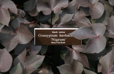 Gossypium, Malva or Black Cotton - Conservatory Gardens