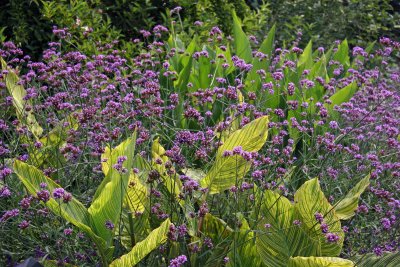 Canna & Salvia - Conservatory Gardens