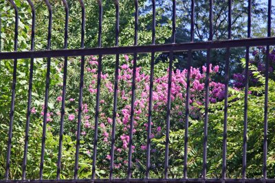 Crepe Myrtle Blossoms & Garden View