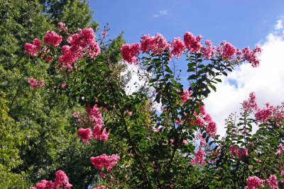 Crepe Myrtle Blossoms
