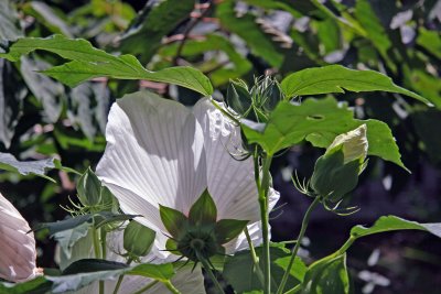 Hibiscus