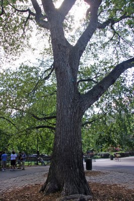 Hare Krishna Tree - American Elm