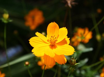 Orange Cosmos Blossoms